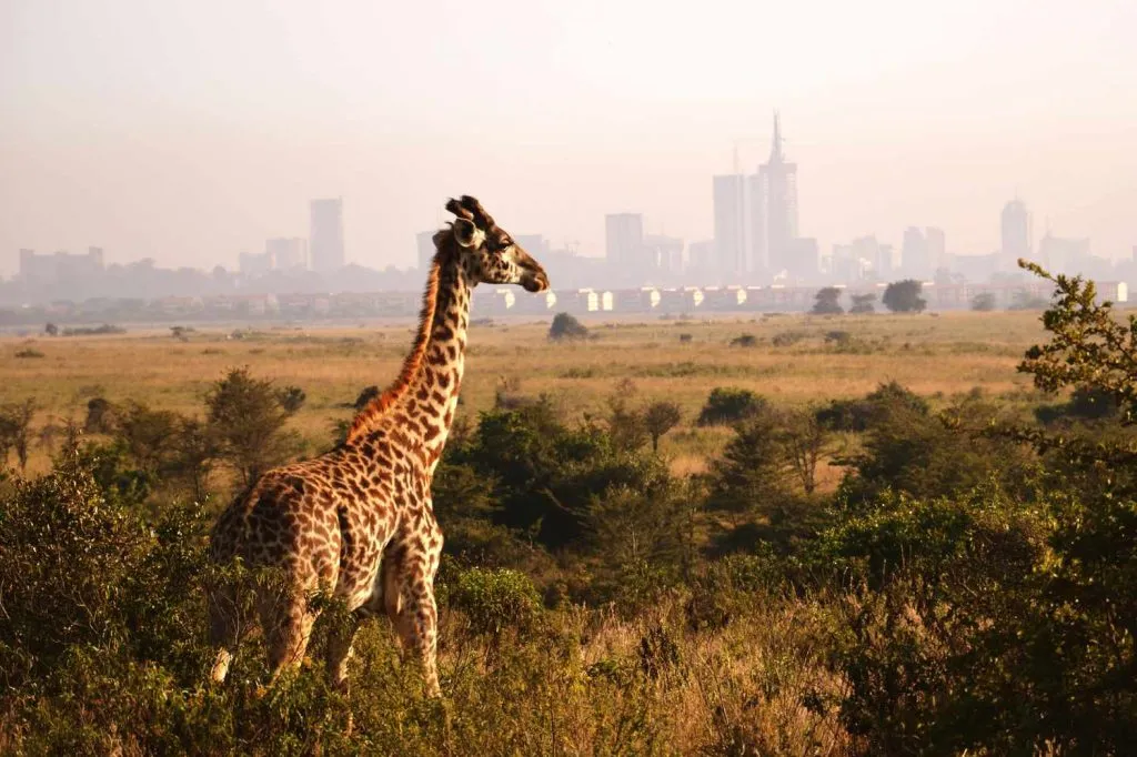 Nairobi International Education Fair
